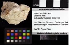 Foto (Objket + Etiketten) von Decapoda indet. 